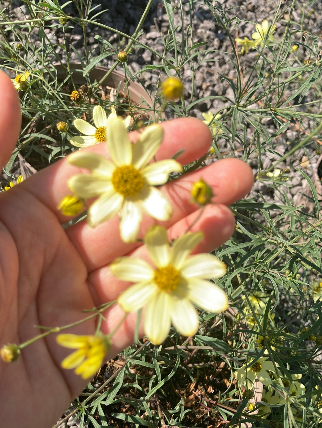 Coreopsis verticillata Moonbeam - Champion Plants