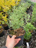 Coronilla glauca - Champion Plants
