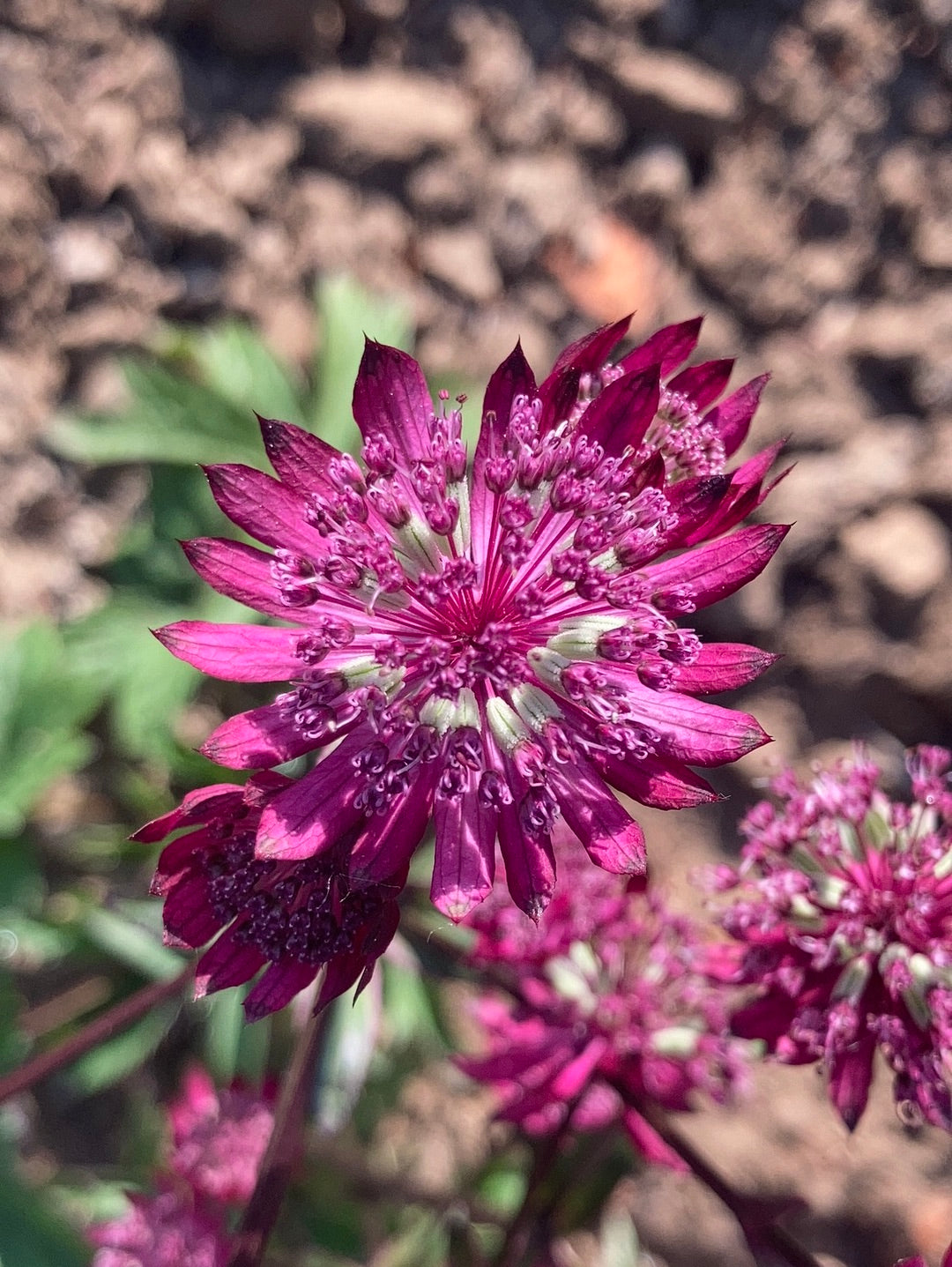 Astrantia Gill Richardson Group - Champion Plants
