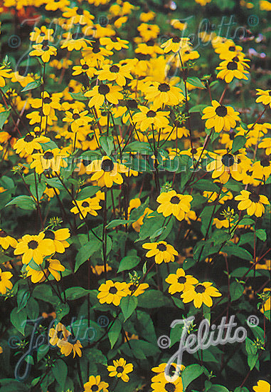 Rudbeckia triloba - AGM - Champion Plants