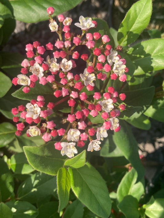 Viburnum tinus Gwenllian - Champion Plants