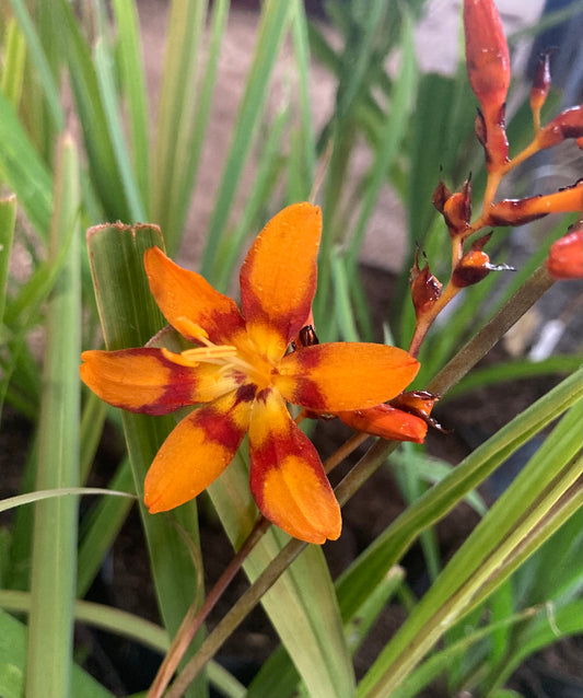 Crocosmia 'Emily McKenzie' - Champion Plants