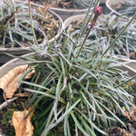Armeria maritima 'Rubrifolia'