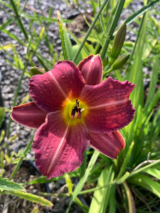 Hemerocallis Summerwine (Day Lilly) - Champion Plants