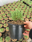 Lavandula angustifolia Munstead (Lavender) - Champion Plants