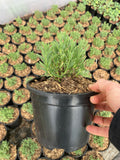Lavandula angustifolia Munstead (Lavender) - Champion Plants