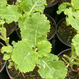 Kale Daubenton - Champion Plants