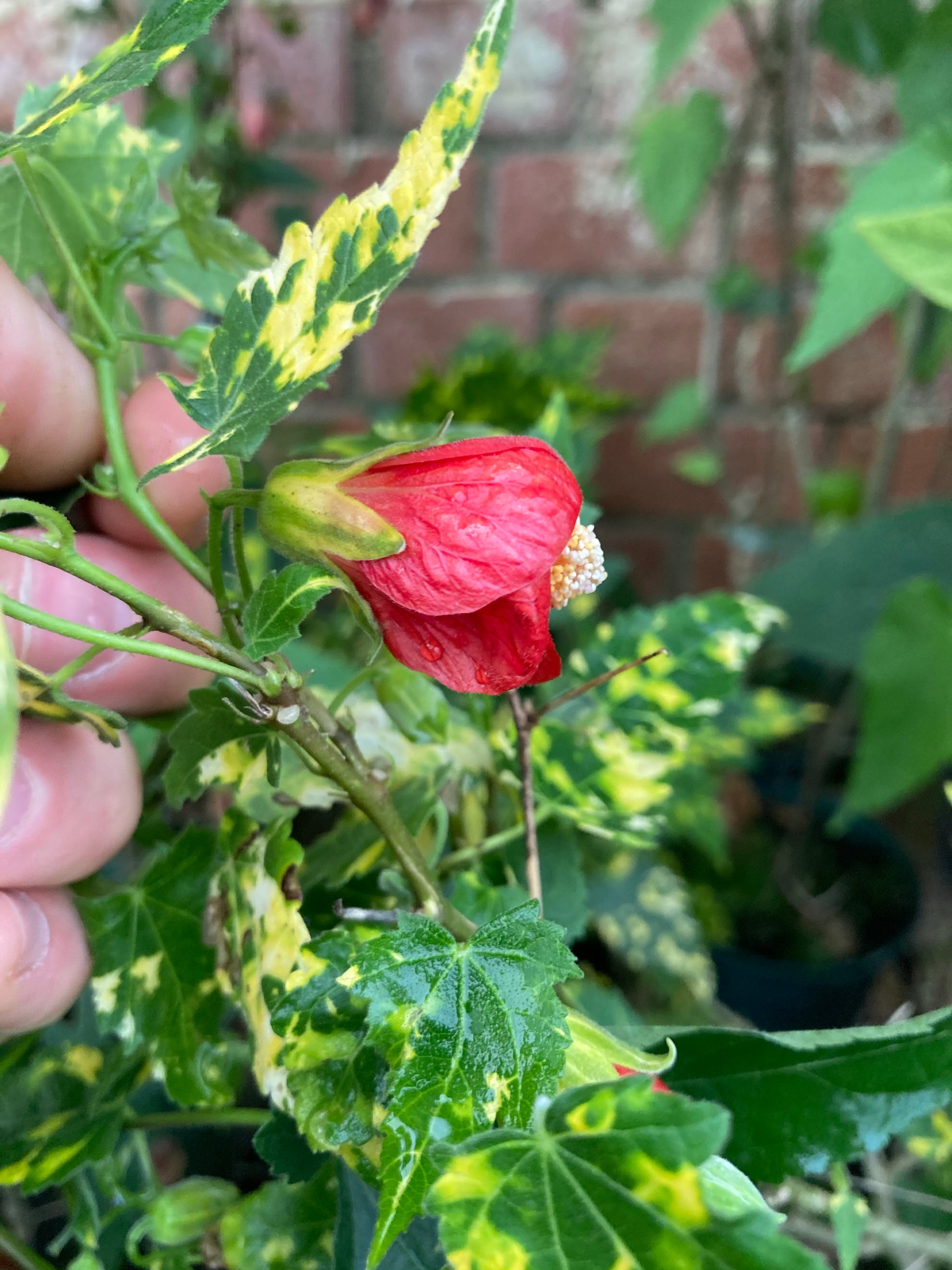 Abutilon Cannington Carol - AGM - Champion Plants
