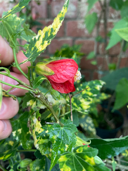 Abutilon Cannington Carol - AGM - Champion Plants