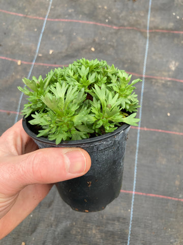 Saxifraga Mossy Red - Champion Plants