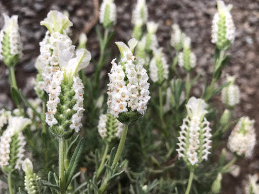 Lavandula Devon Compact White - Champion Plants