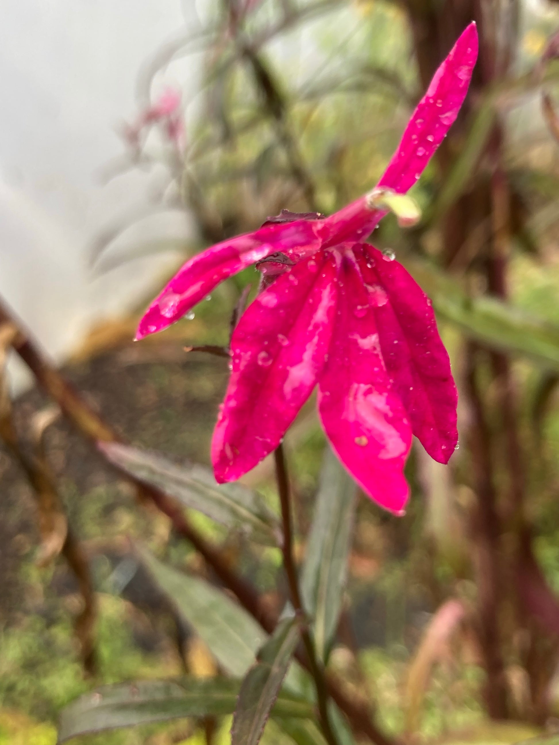 Lobelia Russian Princess - Champion Plants