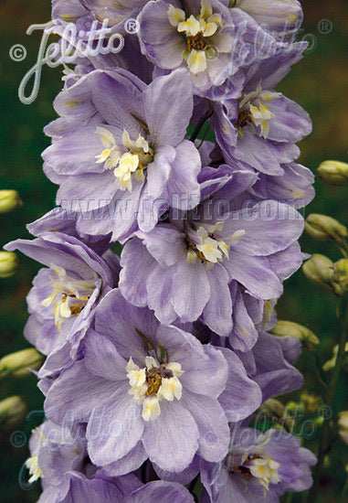 Delphinium Pacific Giants Guinevere - Champion Plants