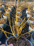 Cornus stolonifera 'Flaviramea' - Champion Plants