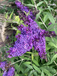 Buddleja (Buddleia) davidii Panache - Champion Plants
