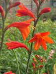 Crocosmia 'Jackanapes' - Champion Plants