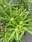 Choisya White Dazzler - Champion Plants