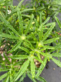 Choisya White Dazzler - Champion Plants