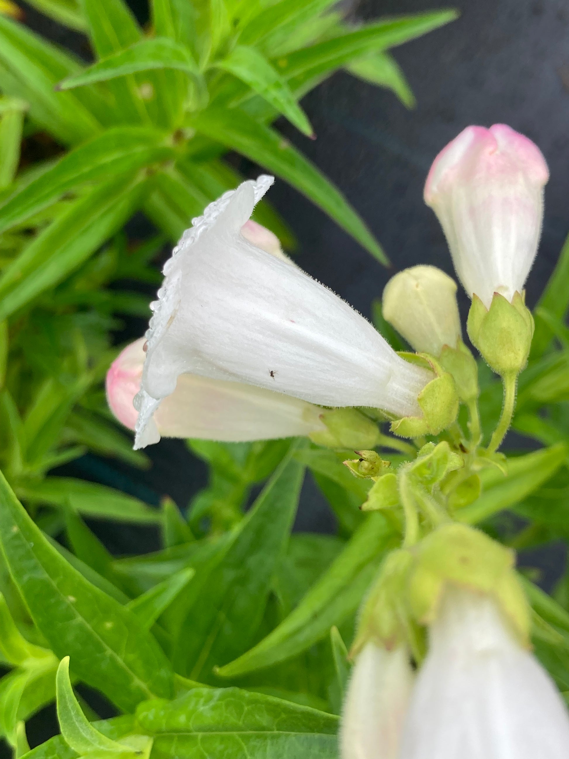 Penstemon Snowstorm - Champion Plants