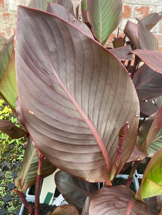 Canna Russian Red - AGM - Champion Plants