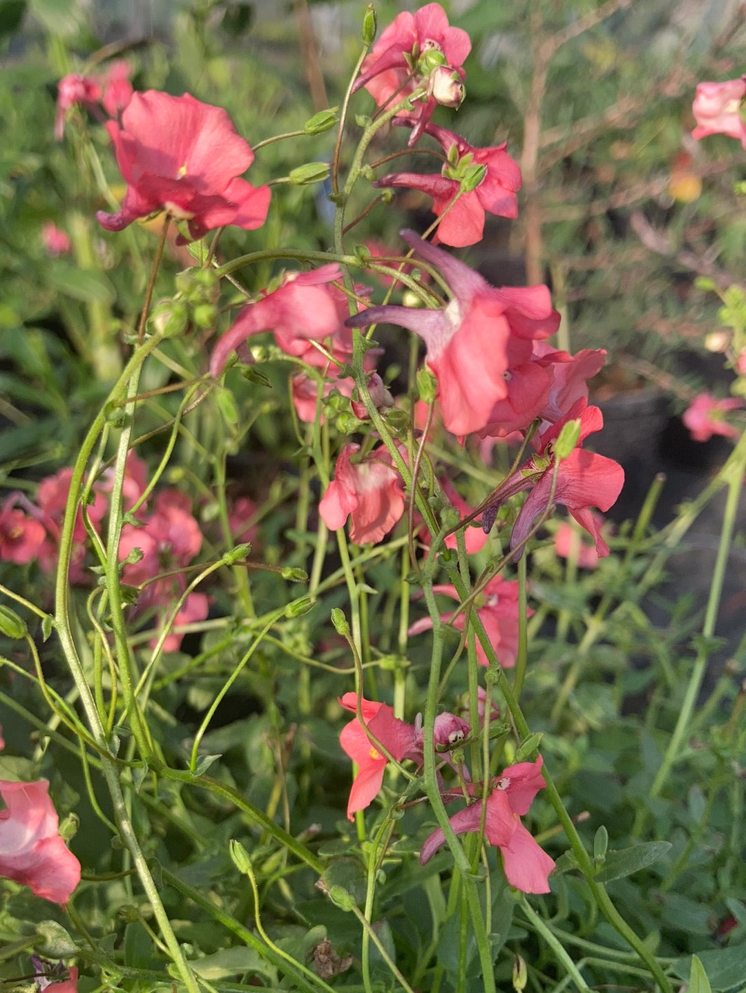 Diascia barbarae 'Ruby Field' - Champion Plants