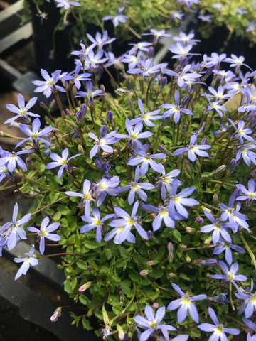 Isotoma Fairey Carpet - Champion Plants