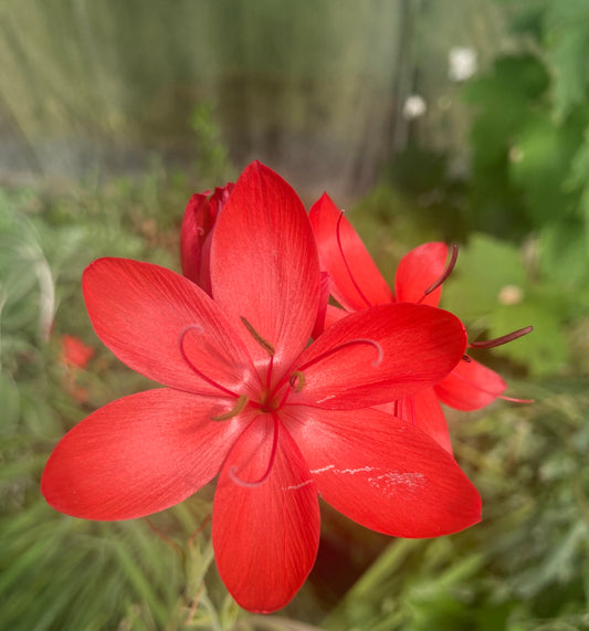 Hesperantha coccinea 'Major' - AGM - Champion Plants