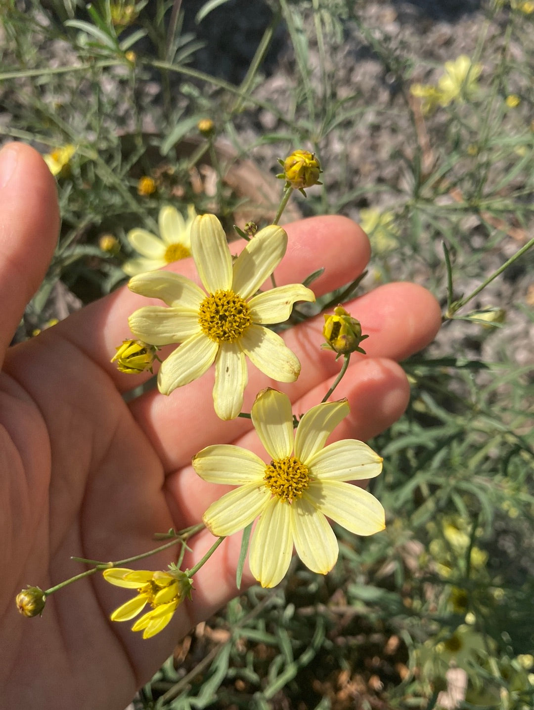 Coreopsis verticillata Moonbeam AGM - Champion Plants