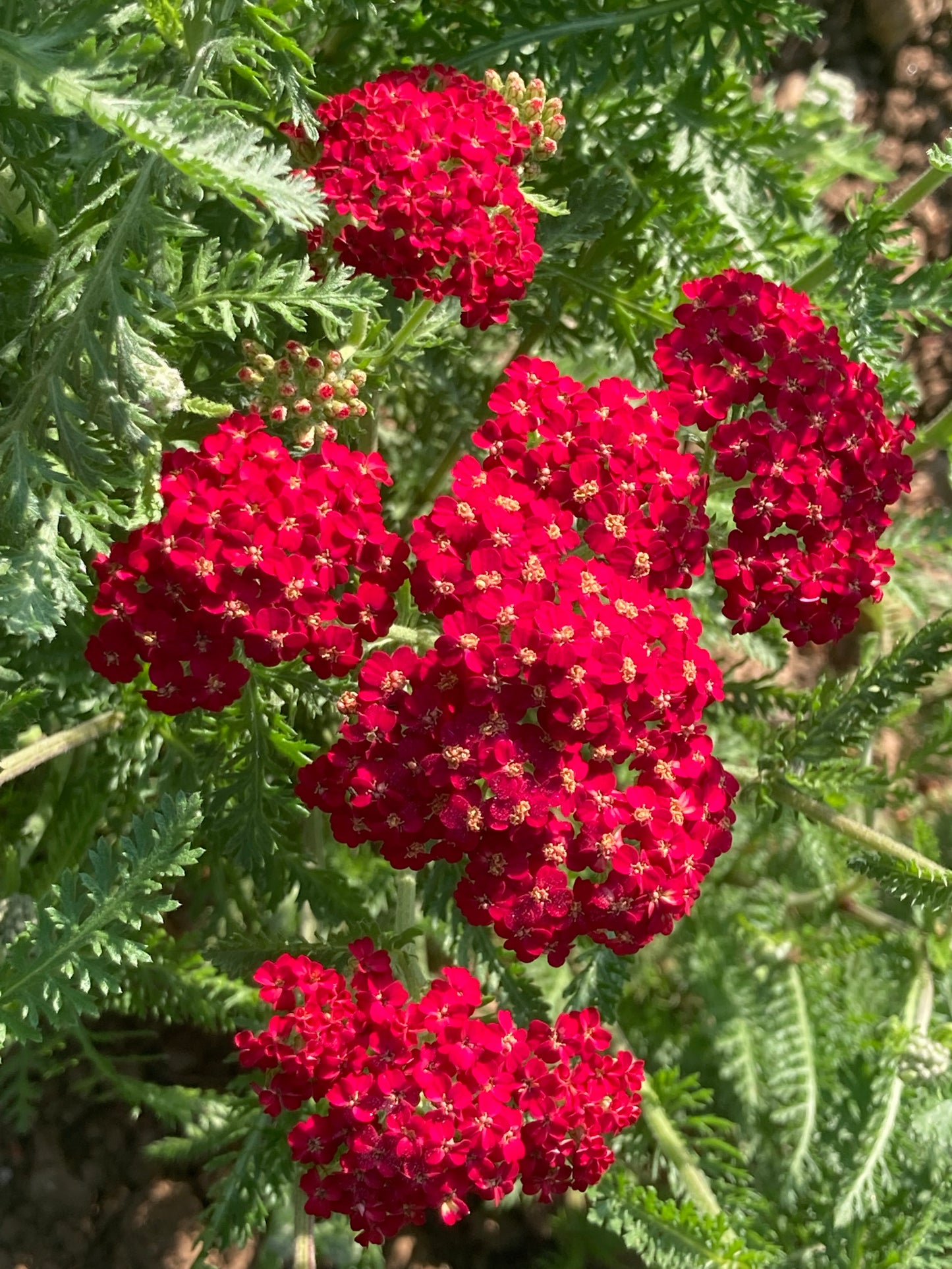 Achillea Paprika - Champion Plants