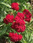 Achillea Paprika - Champion Plants
