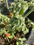 Dicliptera sericea - Champion Plants