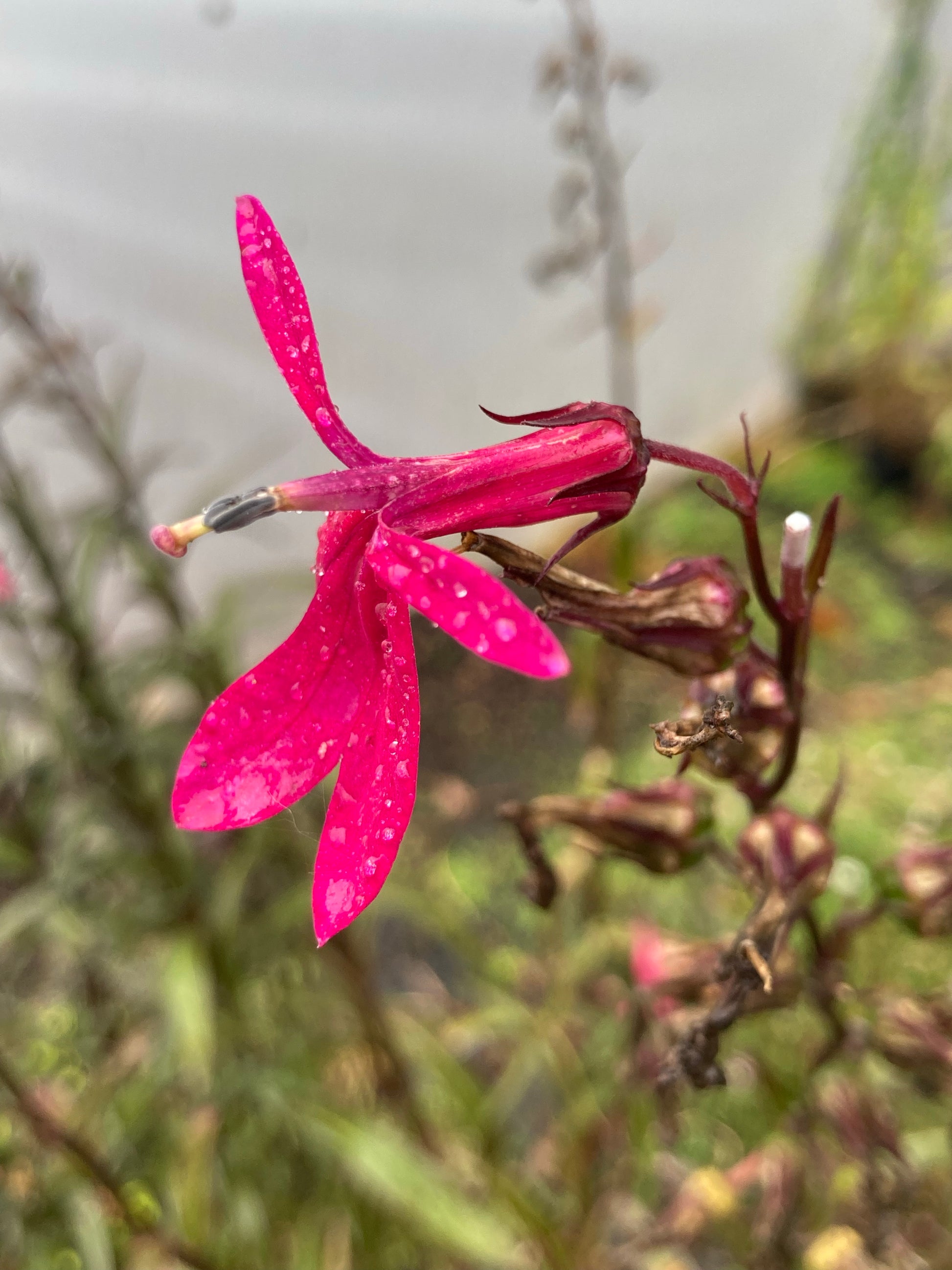 Lobelia Russian Princess - Champion Plants
