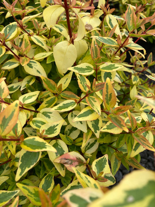 Abelia grandiflora Kaleidoscope - Champion Plants