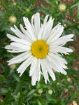 Leucanthemum × superbum 'Silver Princess' - Champion Plants