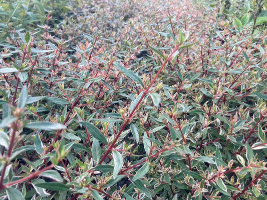 Abelia grandiflora Confetti - Champion Plants