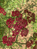 Achillea Cassis - Champion Plants