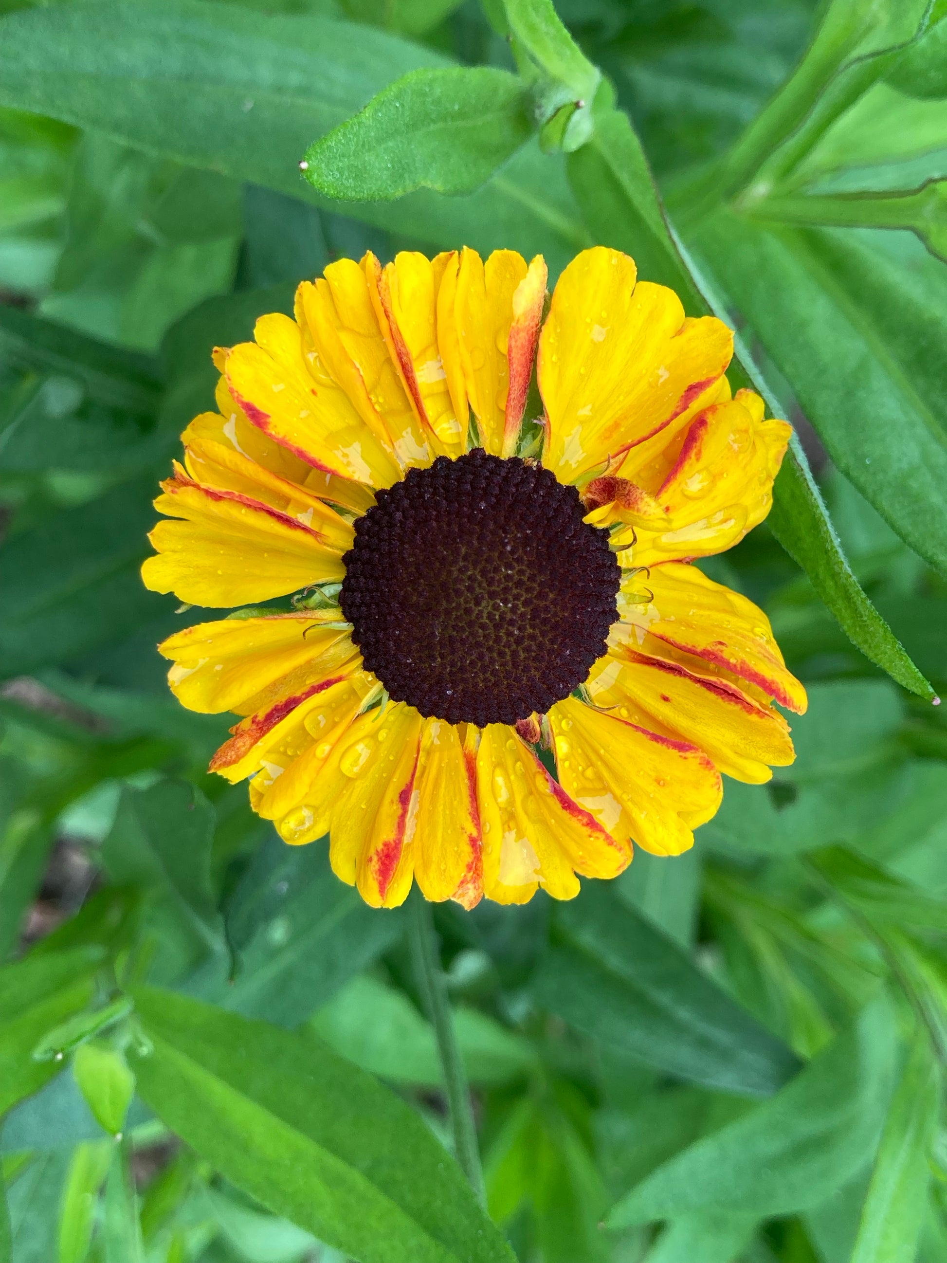 Helenium Sahin's Early Flowerer - AGM - Champion Plants