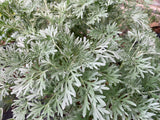 Artemisia Lambrook Mist - Champion Plants