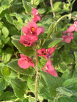 Diascia fetcaniensis 'Daydream' - Champion Plants