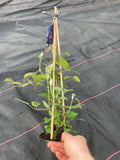 Clematis Daniel Deronda - AGM - Champion Plants