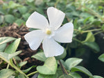 Vinca minor Alba - Champion Plants