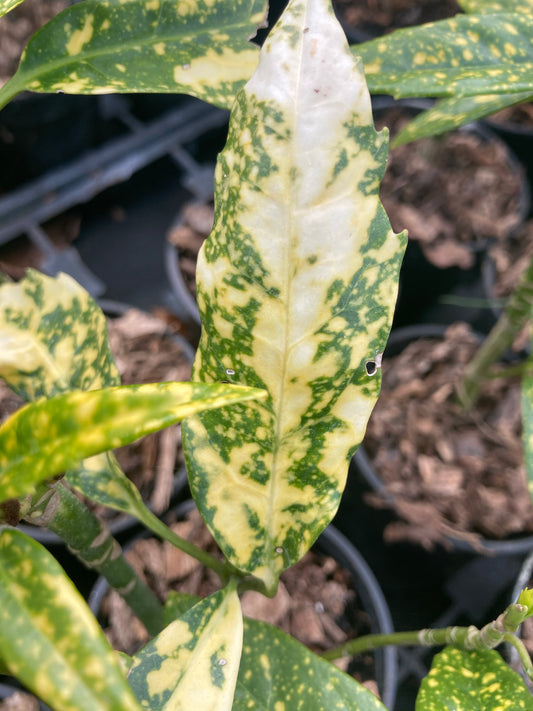 Aucuba japonica Picturata - Champion Plants
