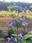 Clematis heracleifolia Cote d'Azur - Champion Plants
