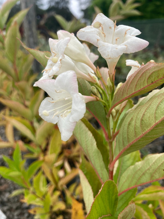 Weigela florida Bristol Snowflake - Champion Plants