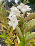 Weigela florida Bristol Snowflake - Champion Plants