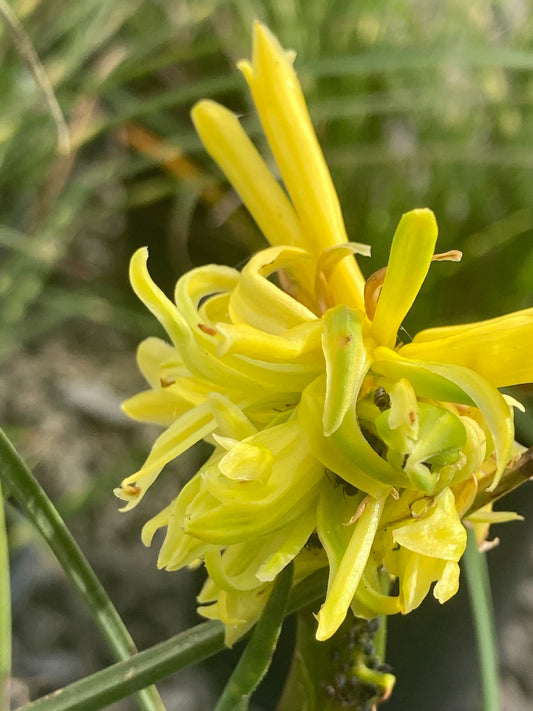 Kniphofia 'Bees Lemon' - Champion Plants