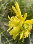 Kniphofia 'Bees Lemon' - Champion Plants