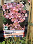 Clematis montana Broughton Star - Champion Plants