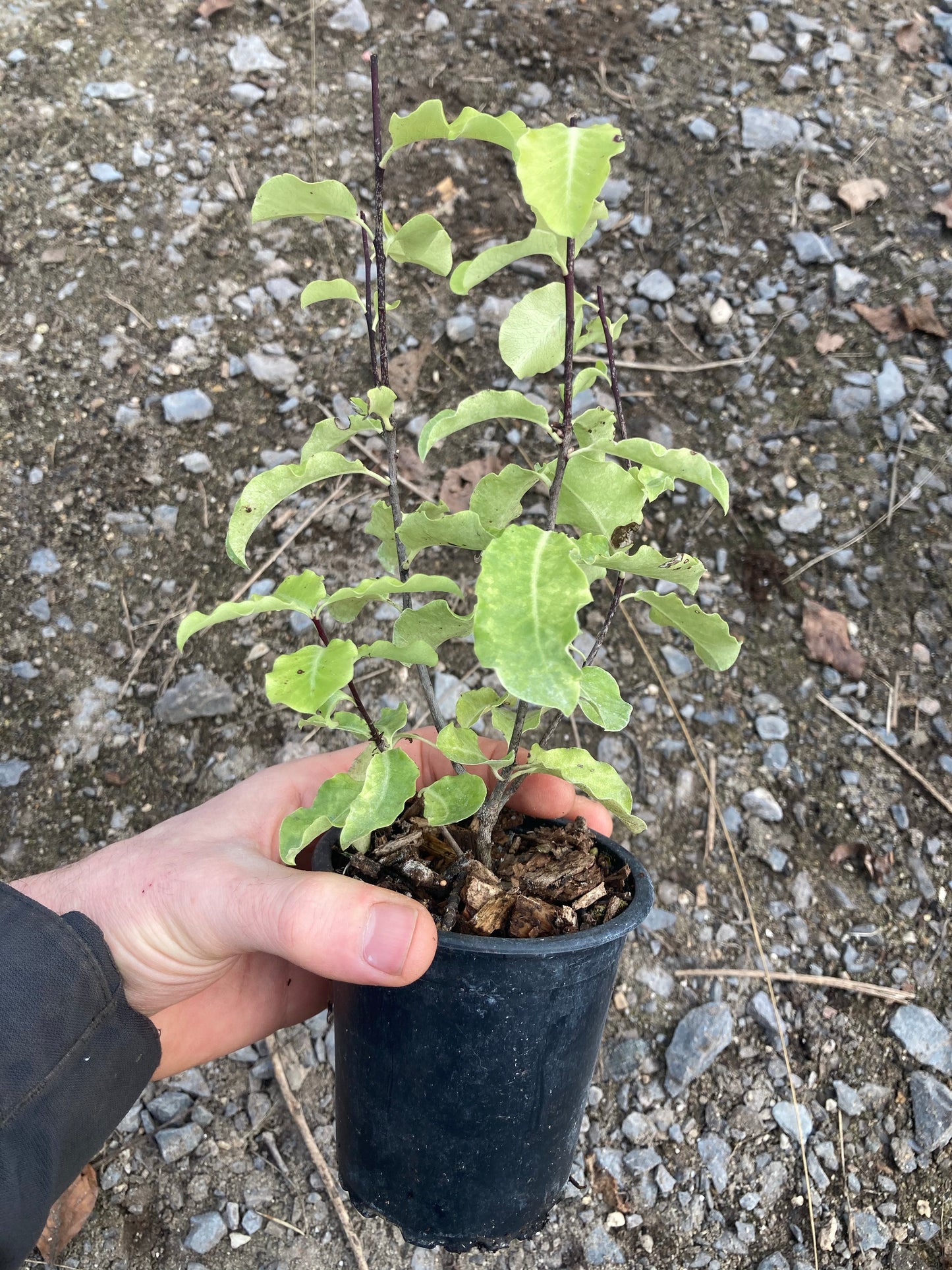 Pittosporum Abbotsbury Gold - Champion Plants