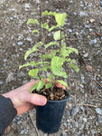 Pittosporum Abbotsbury Gold - Champion Plants